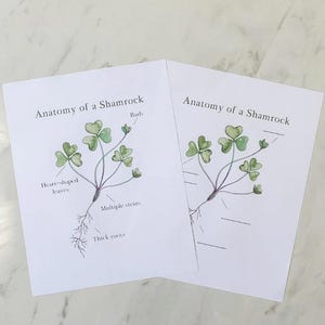 May include: Two printable worksheets with illustrations of shamrocks. The first worksheet shows a shamrock with labels for the buds, heart-shaped leaves, multiple stems, and thick roots. The second worksheet shows a shamrock with blank lines for labeling.