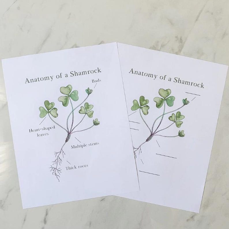 May include: Two printable worksheets with illustrations of shamrocks. The first worksheet shows a shamrock with labels for the buds, heart-shaped leaves, multiple stems, and thick roots. The second worksheet shows a shamrock with blank lines for labeling.