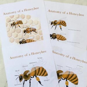 May include: Four printable worksheets with illustrations of honeybees. The first worksheet shows a worker bee, a drone bee, and a queen bee. The second worksheet shows a honeybee with labels for the wings, abdomen, thorax, head, antennae, and stinger.