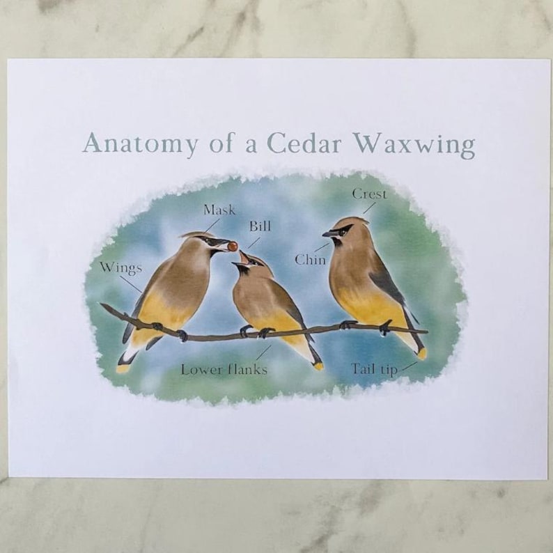 May include: An illustration of a Cedar Waxwing bird with labeled anatomical features, including the crest, mask, bill, chin, wings, lower flanks, and tail tip.