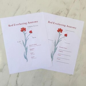 May include: Printable worksheet with a red everlasting flower illustration. The worksheet includes labels for the leaf, stem, and flower. The scientific name, kingdom, order, and family are listed below the illustration.