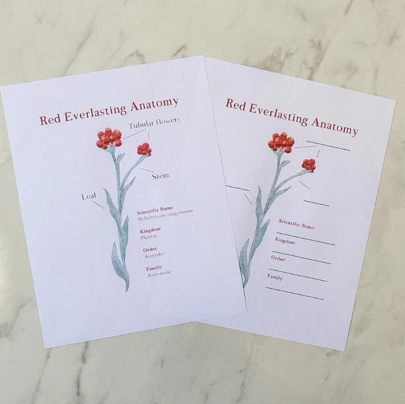 May include: Printable worksheet with a red everlasting flower illustration. The worksheet includes labels for the leaf, stem, and flower. The scientific name, kingdom, order, and family are listed below the illustration.