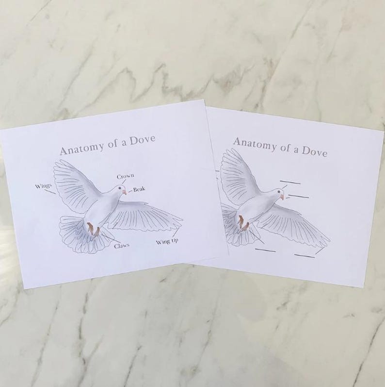 May include: Two printable worksheets with a line drawing of a dove in flight. The first worksheet has labels for the dove's crown, beak, wings, wing tip, and claws. The second worksheet has blank lines for labeling the dove's anatomy.