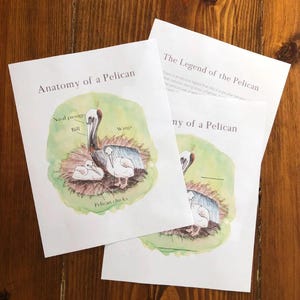 May include: A printable educational worksheet with an illustration of a pelican and its chicks in a nest. The worksheet includes labels for the pelican's bill, wings, and nasal passage. The text "Anatomy of a Pelican" is at the top of the page. The text "The Legend of the Pelican" is at the top of the second page.