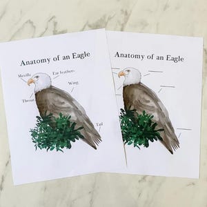 May include: Two printable worksheets for learning about the anatomy of an eagle. The first worksheet shows a labeled diagram of an eagle with the following parts: Maxilla, Ear feathers, Wing, Throat, and Tail. The second worksheet shows an unlabeled diagram of an eagle with blank lines for students to fill in the names of the parts.