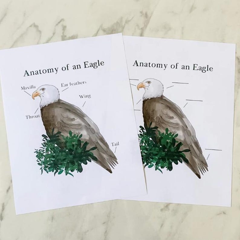 May include: Two printable worksheets for learning about the anatomy of an eagle. The first worksheet shows a labeled diagram of an eagle with the following parts: Maxilla, Ear feathers, Wing, Throat, and Tail. The second worksheet shows an unlabeled diagram of an eagle with blank lines for students to fill in the names of the parts.
