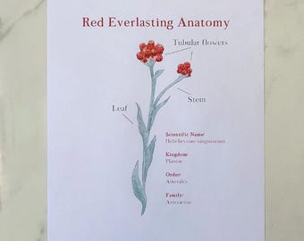 Estudio de la naturaleza de la eterna roja - Estudio de la naturaleza - Charlotte Mason - Actividades para la educación en casa - Copiar - Ciencias - PDF