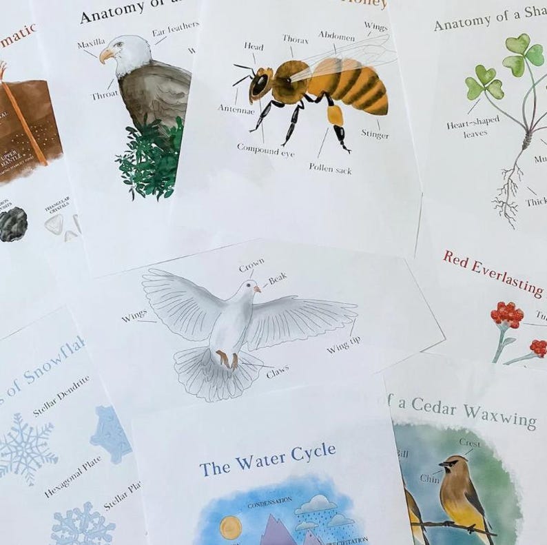 May include: A set of educational illustrations featuring the anatomy of a bald eagle, honey bee, dove, cedar waxwing, and a snowflake. The illustrations are hand-drawn and labeled with anatomical terms.