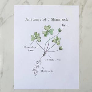 May include: A labeled illustration of a shamrock plant with heart-shaped leaves, multiple stems, thick roots, and buds. The illustration is drawn in watercolor on a white background.