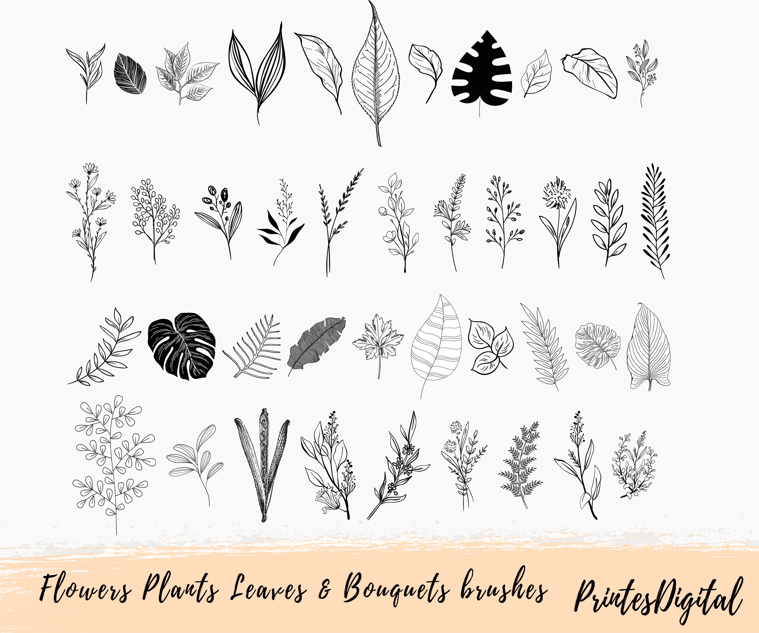Botanical Procreate, Flowers Procreate Brushes, Rose Procreate Brushes ...