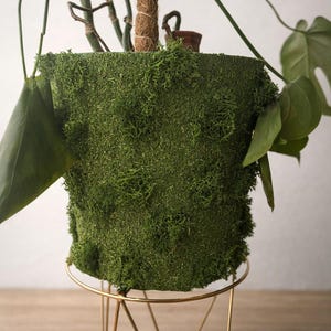 Peut inclure: Un pot de plante recouvert de mousse verte sur un support en métal doré. Le pot contient une plante avec de grandes feuilles vertes et un poteau de support marron enveloppé de ficelle. Le support a un design minimaliste et géométrique.