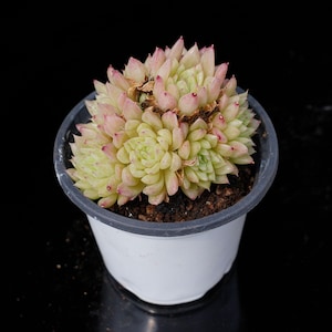 Echeveria Snow posture | Live Potted Collection - For Indoor & Outdoor Decor
