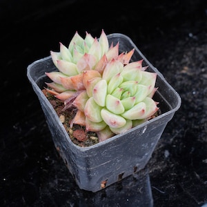 Echeveria Snow Jenny | Live Potted Collection - For Indoor & Outdoor Decor