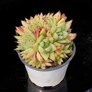 Echeveria Red Devils Crested | Live Potted Collection - For Indoor & Outdoor Decor