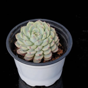 Echeveria Minima Variegated | Live Potted Collection - For Indoor & Outdoor Decor