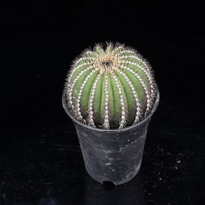Puede incluir: Un cactus verde y redondo con costillas verticales prominentes y espinas afiladas de color claro. La planta está en una maceta cilíndrica de plástico transparente. El cactus presenta una forma esférica densa con una base ligeramente más oscura.