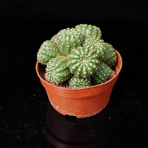 May include: A cluster of small, round, green cacti with vertical ribs and white spines, planted in a simple terracotta-coloured plastic pot. The plant features multiple globular stems growing together, filling the container with dense, textured foliage.