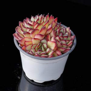 Echeveria Pulidonis  | Live Potted Collection - For Indoor & Outdoor Decor