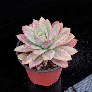 Echeveria Luella Variegated | Live Potted Collection - For Indoor & Outdoor Decor
