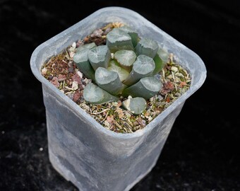 Haworthia maughani Textura / Colección en macetas vivas - Para decoración de interiores y exteriores