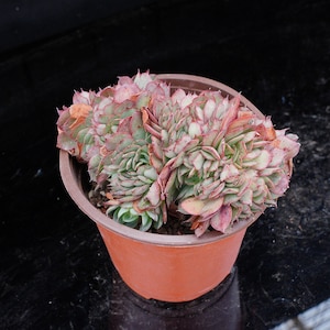 Echeveria Yangjin Crested | Live Potted Collection - For Indoor & Outdoor Decor