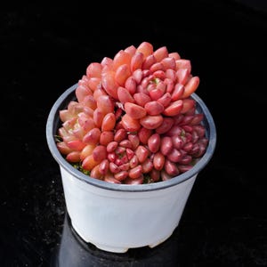 Echeveria Pink Rubby | Live Potted Collection - For Indoor & Outdoor Decor