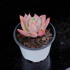 Echeveria Luella Variegated | Live Potted Collection - For Indoor & Outdoor Decor