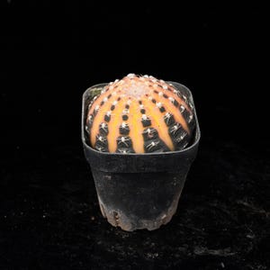 Puede incluir: Un cactus pequeño y redondo con un patrón de rayas naranjas y negras vibrantes, que presenta pequeñas espinas blancas a lo largo de sus costillas verticales. El cactus está plantado en una maceta de plástico negra con borde cuadrado y base cónica.