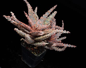 Aloë Starfish A | Live Potted-collectie: nieuwe planten voor binnen en buiten