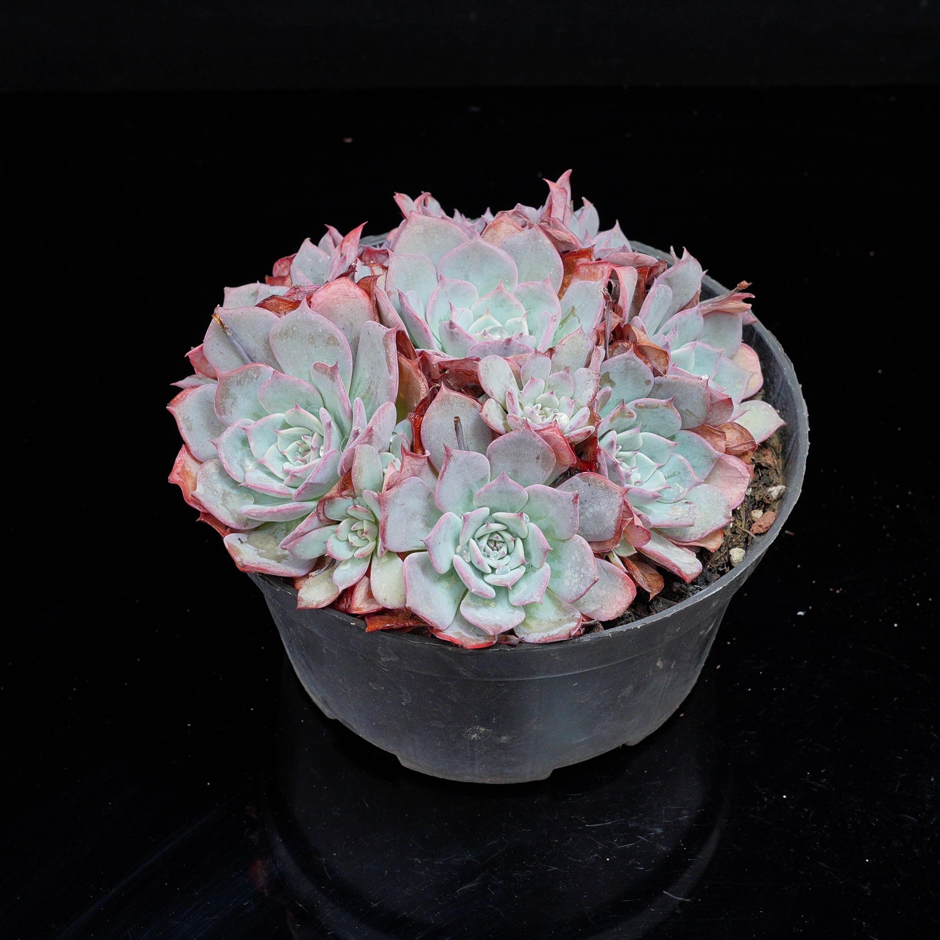 Echeveria laulensis - Etsy 日本