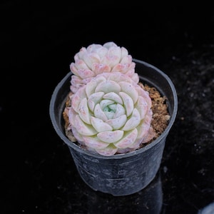 Echeveria Snow Beauty | Live Potted Collection - For Indoor & Outdoor Decor