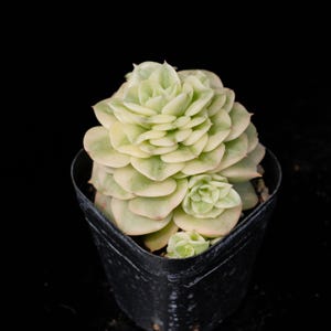 Echeveria Rolly Variegated | Live Potted Collection - For Indoor & Outdoor Decor