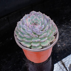 Echeveria Blue Enchantress - Etsy
