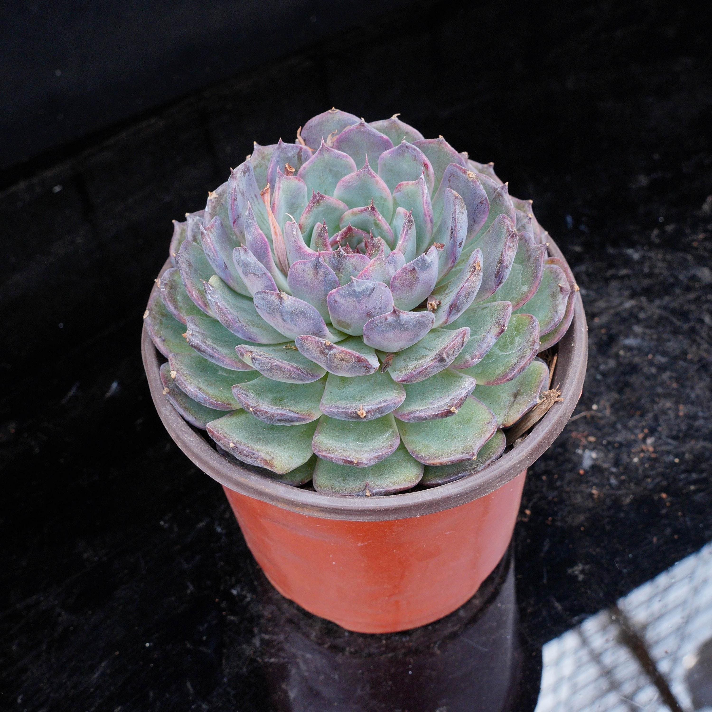 Echeveria Blue Enchantress - Etsy