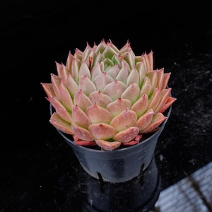Echeveria Agavoides Spicy | Live Potted Collection - For Indoor & Outdoor Decor