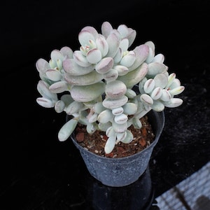 Cotyledon orbiculata | Live Potted Collection - For Indoor & Outdoor Decor