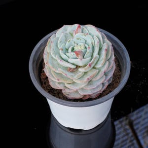 Echeveria Mont Blanc  | Live Potted Collection - For Indoor & Outdoor Decor