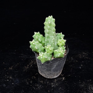 May include: A small, light green cactus with a central, taller stem surrounded by several shorter, segmented branches. The plant features a bumpy, textured surface with small, light-colored spines and is potted in a simple black plastic container.