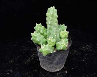 Cacto Narciso Menino | Coleção de Plantas Vivas em Vaso - Para Decoração de Interiores e Exteriores, Planta de Raiz Nua