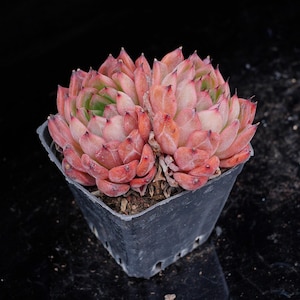 Echeveria Nomad | Live Potted Collection - For Indoor & Outdoor Decor