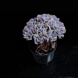 May include: A close-up of a succulent plant in a black pot. The plant has multiple layers of pale purple-blue leaves. The pot is dark and the background is black, creating a contrast that highlights the plant's texture and color.