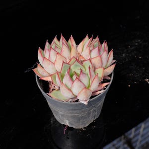 Echeveria Yeon-Deung | Live Potted Collection - For Indoor & Outdoor Decor