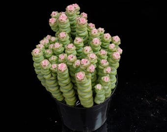 Collar Crassula Jade / Colección en maceta - Para decoración de interiores y exteriores
