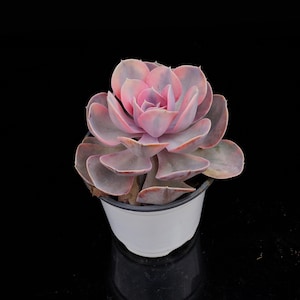May include: A succulent plant in a white pot, set against a black backdrop. The plant features large, overlapping leaves in pink, purple, and grey hues. The pot is round with a dark grey rim. The plant is a houseplant.