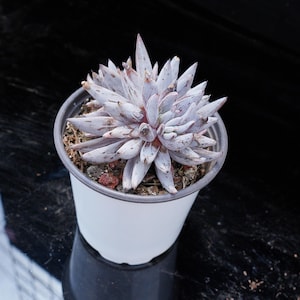 Echeveria Unguiculata | Live Potted Collection - For Indoor & Outdoor Decor