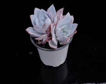 Echeveria White Lotus | Live Potted Collection - For Indoor & Outdoor Decor
