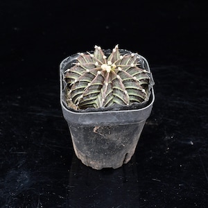 Puede incluir: Un cactus pequeño y redondo de color verde oscuro y púrpura con costillas verticales prominentes y pequeñas espinas blancas, plantado en una maceta cuadrada de plástico negro. La planta presenta un patrón simétrico en forma de estrella.