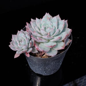 May include: A potted succulent plant with pale green leaves edged in pink. The plant has a rosette shape and is in a dark grey plastic pot. The background is black.