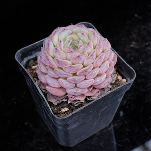 Echeveria Hani | Live Potted Collection - For Indoor & Outdoor Decor