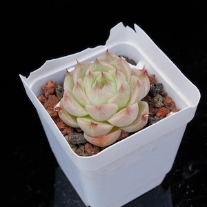 Echeveria Kovadi | Live Potted Collection - For Indoor & Outdoor Decor